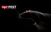 247 Rodent Treatment Hobart image 6